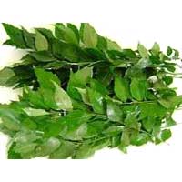 Manufacturers Exporters and Wholesale Suppliers of Curry Leaves Nagpur Maharashtra